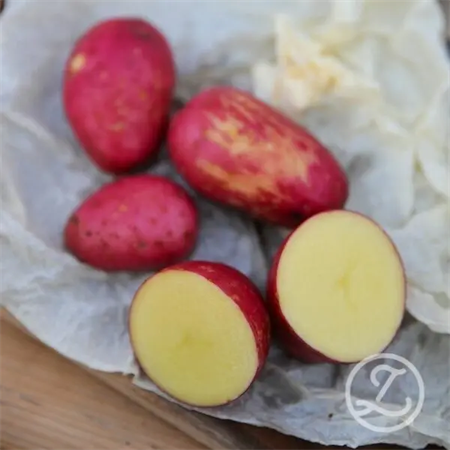 SÄTTPOTATIS ASTERIX 2 KG