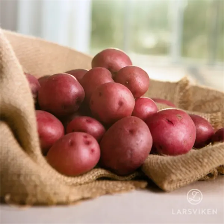 SÄTTPOTATIS ROSARA EKO 1 KG