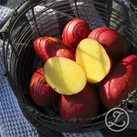 SÄTTPOTATIS ALOUETTE EKO 1KG