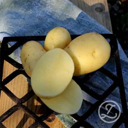 SÄTTPOTATIS QUEEN ANNE EKO 1KG