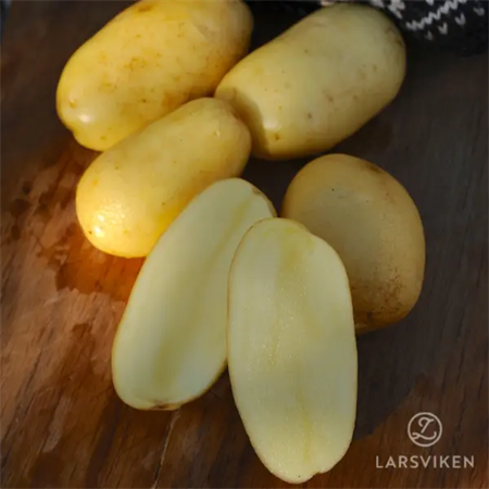 SÄTTPOTATIS DITTA 1KG