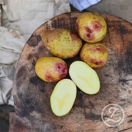 SÄTTPOTATIS CAROLUS EKO 2 KG