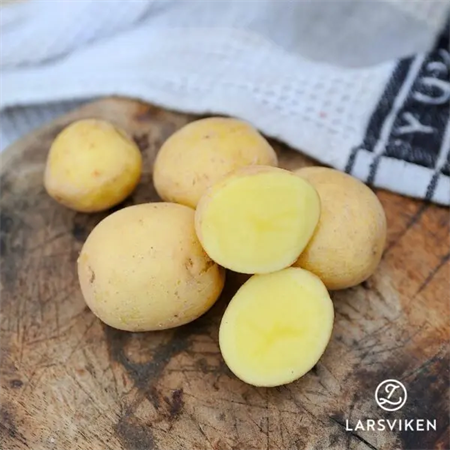 SÄTTPOTATIS PARIS 1 KG